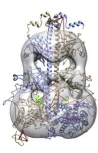 Model of the phosphodiesterase (PDE6)